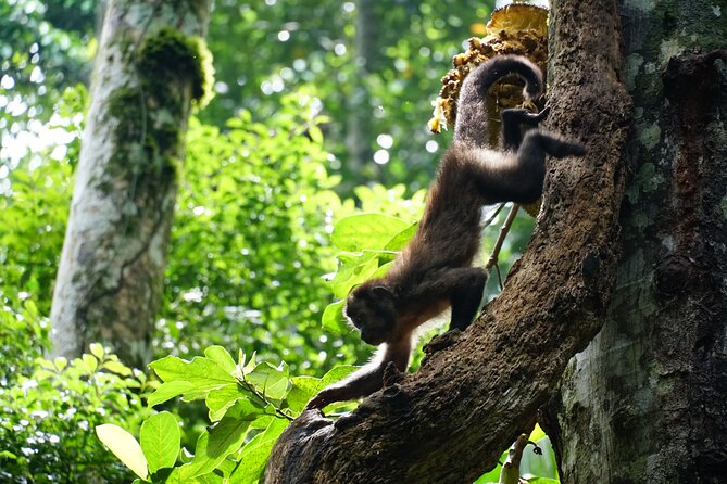 Tijuca Forest Hike - Waterfalls & Caves, Nature & Wild Life! - Guides, Photos, and Nature Spotting: The Part That Makes It Worth the Money