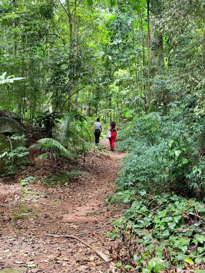 Tijuca Forest´s hike: caves, waterfalls and great views - The hike setup: easy trails with a long, irregular route