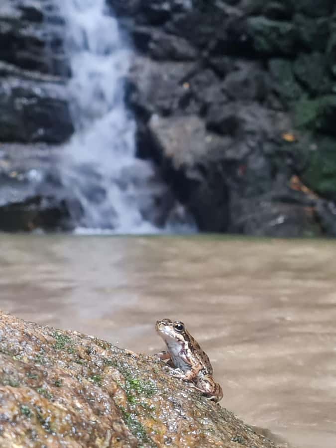 Tijuca Rain Forest - Adventure through Waterfalls & Caves - Taunay Waterfall: the 35m centerpiece and the photos you actually want