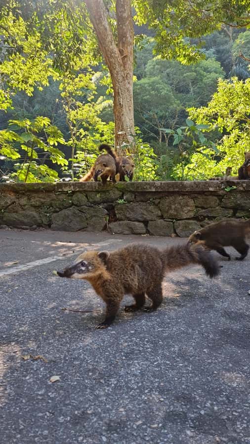 Tijuca Rain Forest - Adventure through Waterfalls & Caves - The antique building stop: a quick history break that doesn’t slow you down